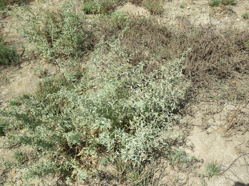 Tubercled saltbush (Atriplex acanthocarpa)