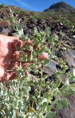 Tubercled saltbush (Atriplex acanthocarpa)
