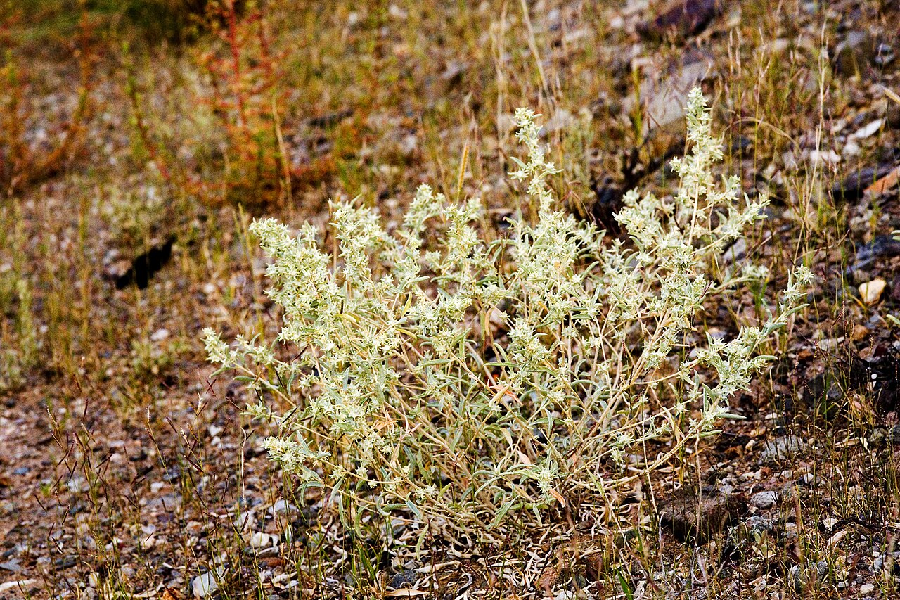 Tubercled saltbush: Atriplex acanthocarpa subsp. acanthocarpa , south side of Interstate 10 ca. 0.5 miles east of the turnoff to Animas west of Lordsburg, Hidalgo County, New Mexic