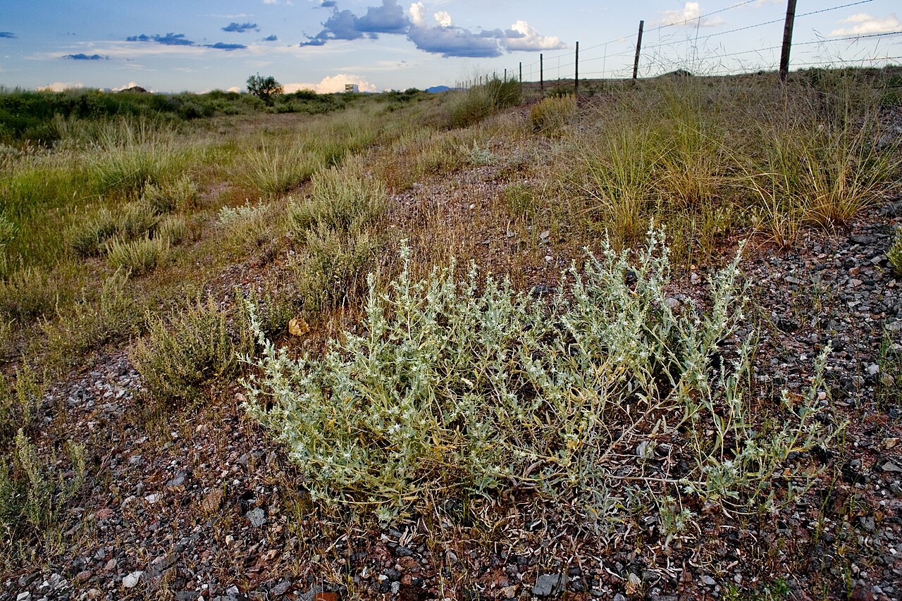 Tubercled saltbush: Atriplex acanthocarpa subsp. acanthocarpa , south side of Interstate 10 ca. 0.5 miles east of the turnoff to Animas west of Lordsburg, Hidalgo County, New Mexic