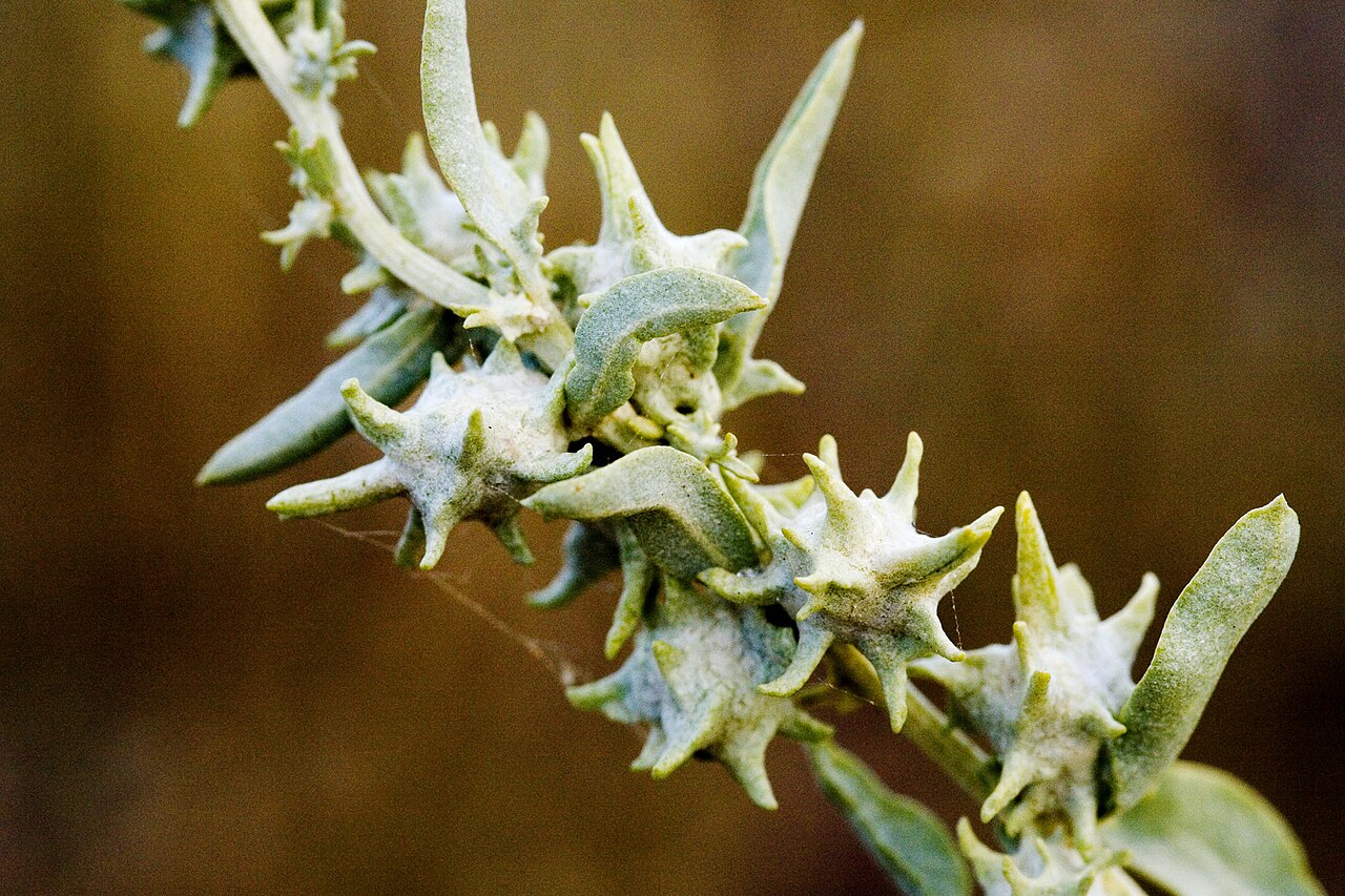 Tubercled saltbush: Atriplex acanthocarpa subsp. acanthocarpa , south side of Interstate 10 ca. 0.5 miles east of the turnoff to Animas west of Lordsburg, Hidalgo County, New Mexic