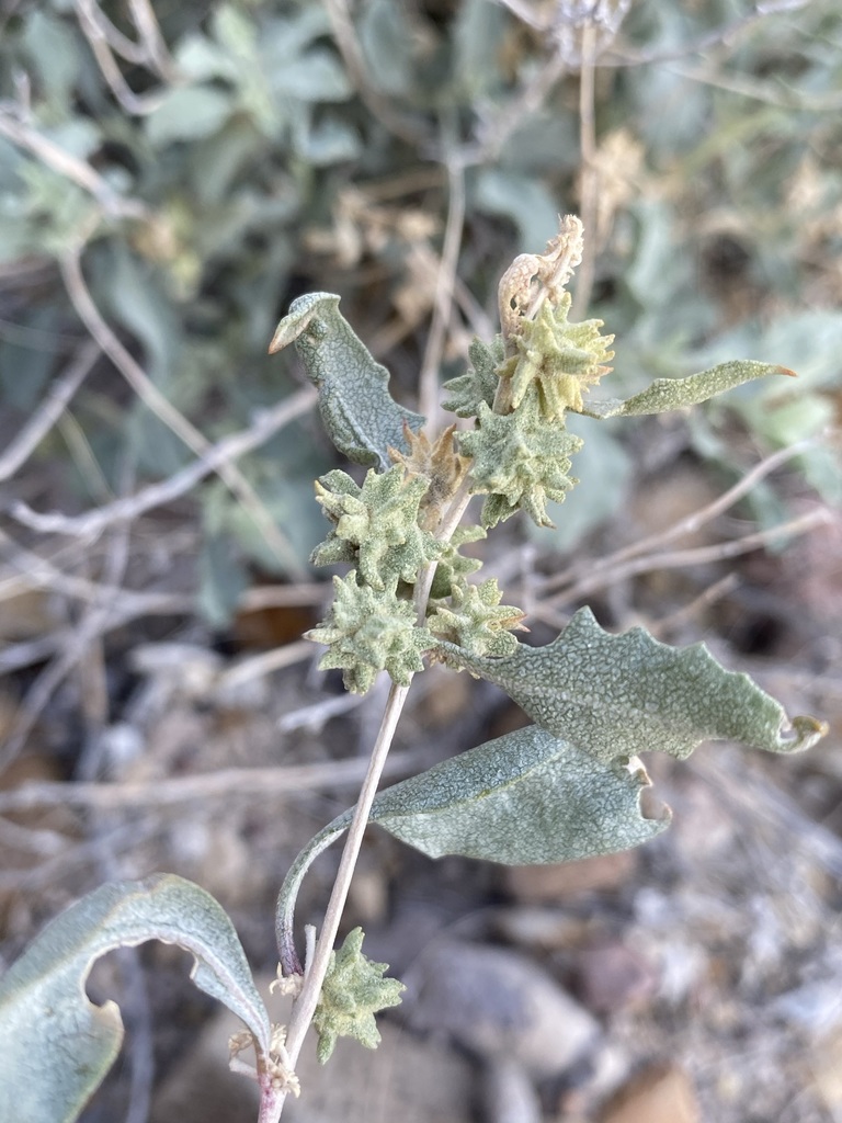 Tubercled saltbush (Atriplex acanthocarpa)