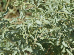Tubercled saltbush (Atriplex acanthocarpa)