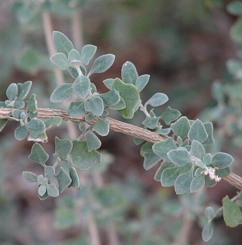 Swamp saltbush: Atriplex amnicola (cultivated, labelled) Maranoa Gardens, Balwyn, Victoria, Australia