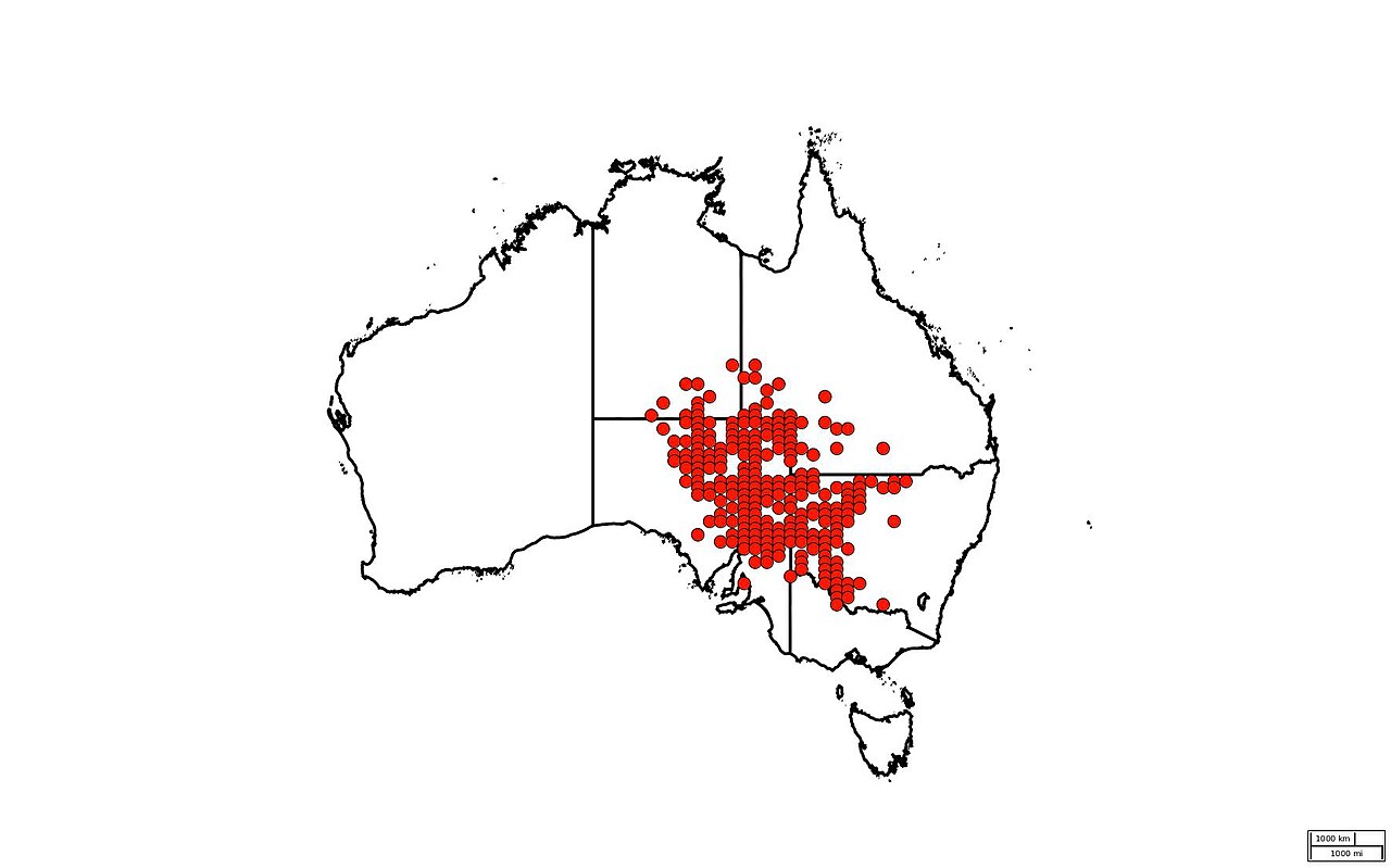 Fan saltbush: Distribution map of Atriplex angulata occurrences as published by the Atlas of Living Australia