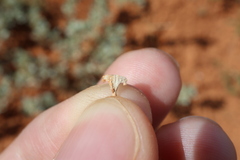 Fan saltbush (Atriplex angulata)