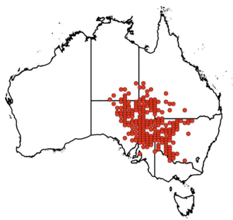Fan saltbush: Distribution map of recorded occurrences of A. angulata as found on the Atlas of Living Australia website.