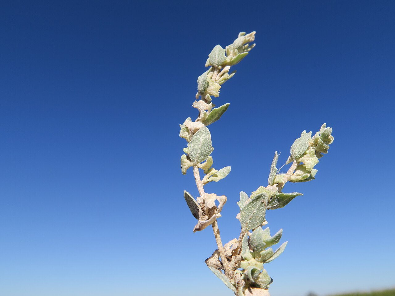 Fan saltbush: 30 April - 1 May 2017