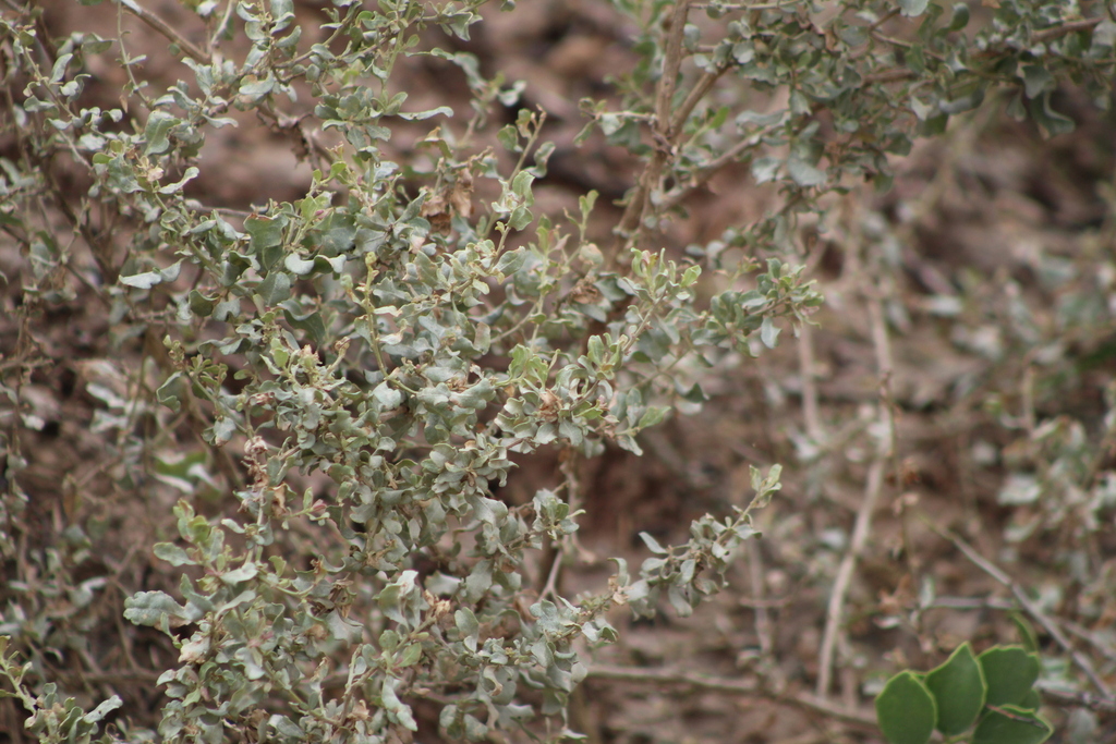 Atriplex argentina (Atriplex argentina)