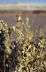 Cachiyuyo (Atriplex atacamensis)