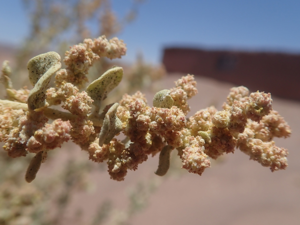 Cachiyuyo (Atriplex atacamensis)