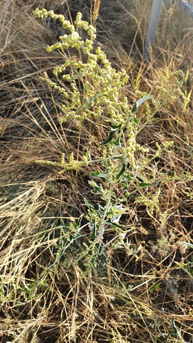 Atriplex aucheri (Atriplex aucheri)