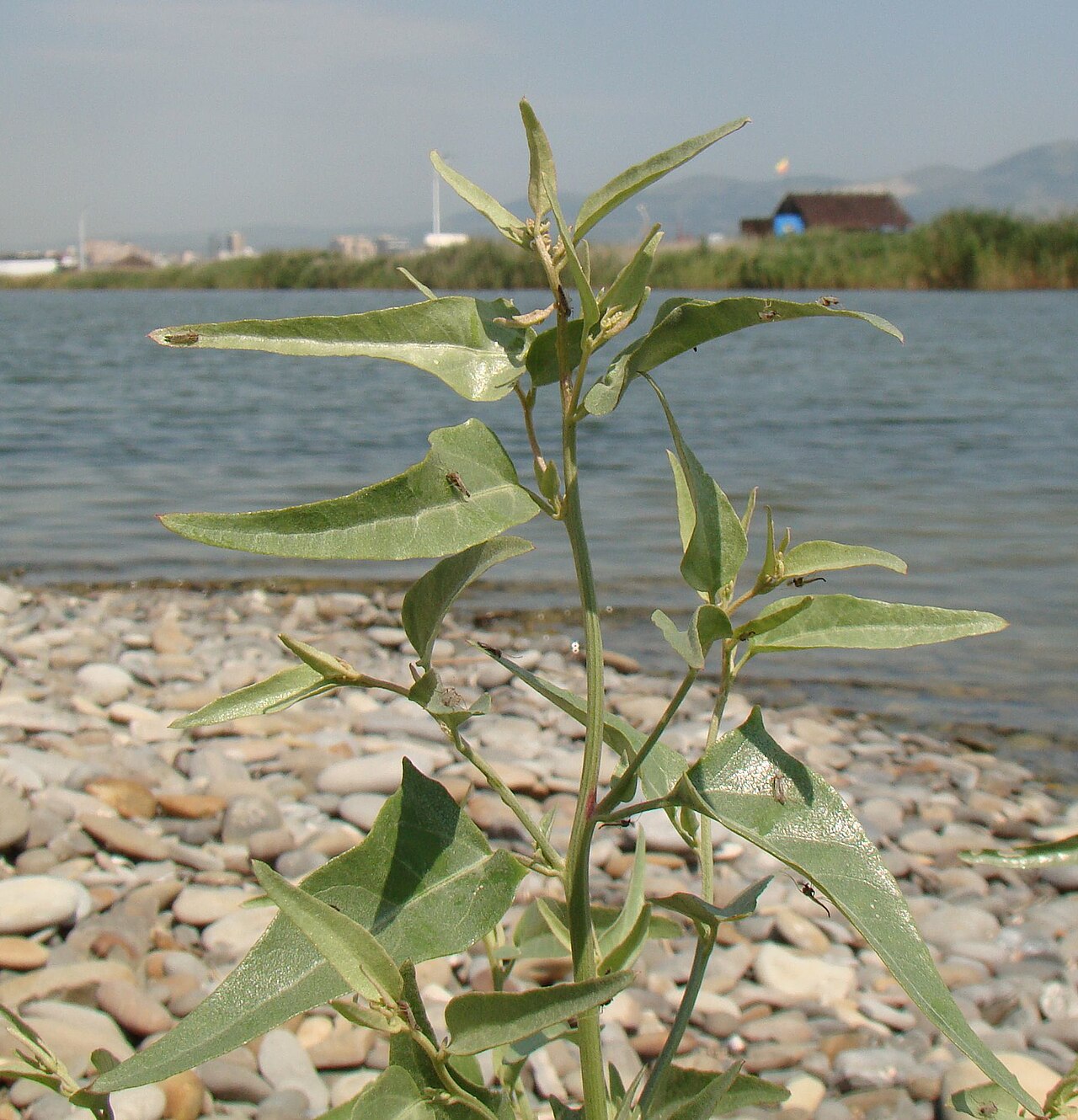 Atriplex aucheri: Atriplex aucheri