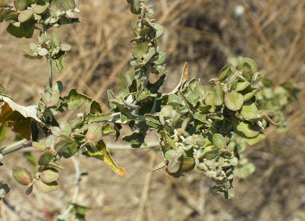 Atriplex aucheri (Atriplex aucheri)