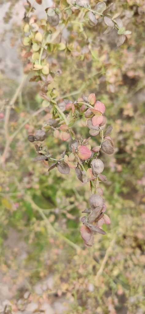 Atriplex aucheri (Atriplex aucheri)