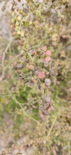 Atriplex aucheri (Atriplex aucheri)