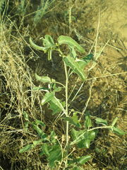 Atriplex aucheri (Atriplex aucheri)