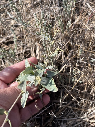 Atriplex aucheri (Atriplex aucheri)