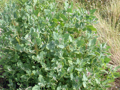 Native orache (Atriplex australasica)