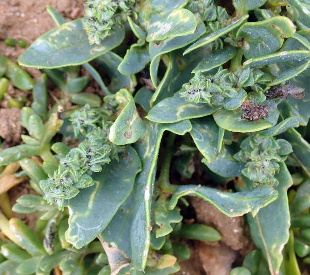 Native orache (Atriplex australasica)
