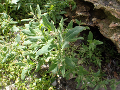 Native orache (Atriplex australasica)