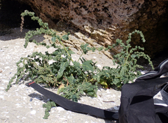 Native orache (Atriplex australasica)