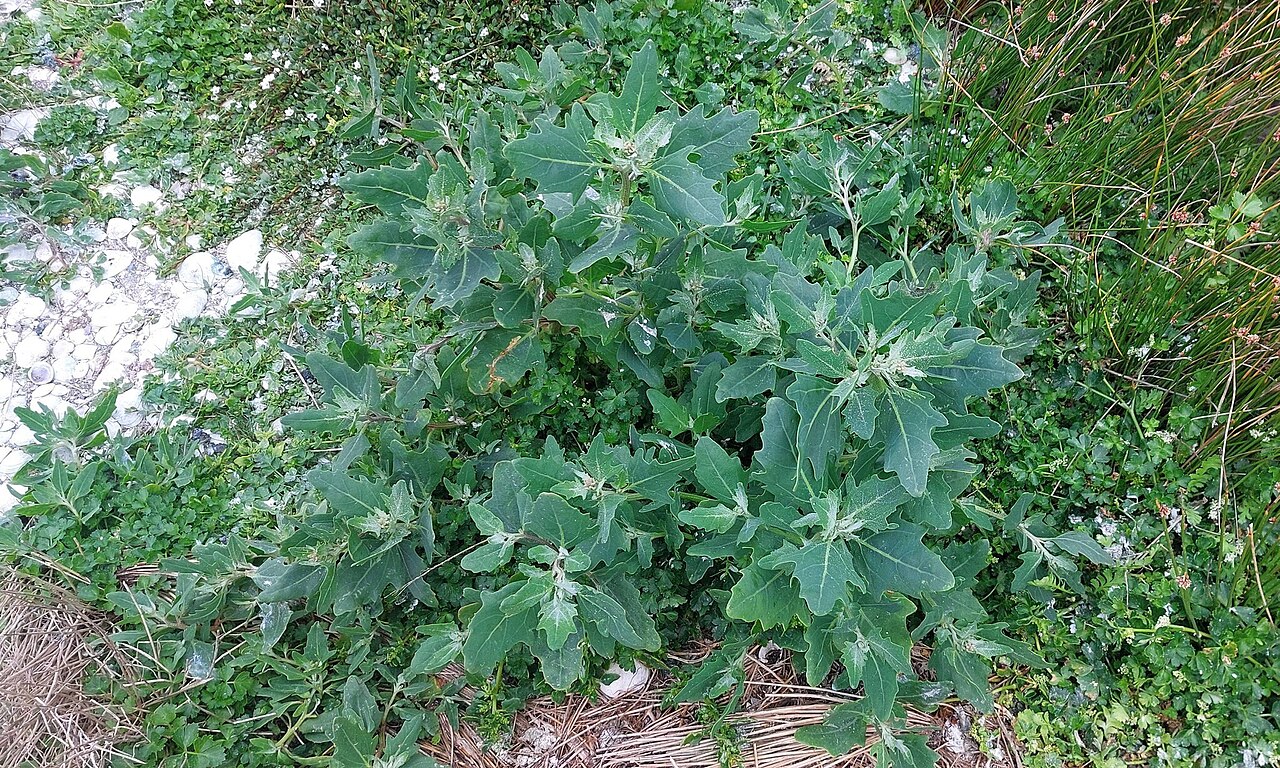 Native orache: Australian Orache ( Atriplex australasica ) in New Zealand