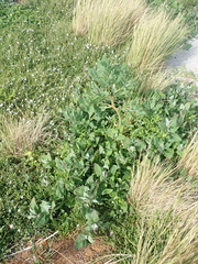 Native orache (Atriplex australasica)
