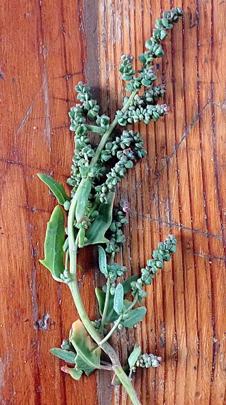 Native orache: Australian Orache ( Atriplex australasica ) in New Zealand
