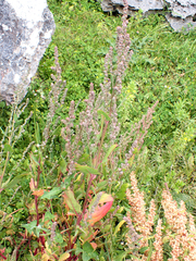 Native orache (Atriplex australasica)