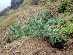Native orache (Atriplex australasica)