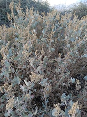 Atriplex barclayana (Atriplex barclayana)