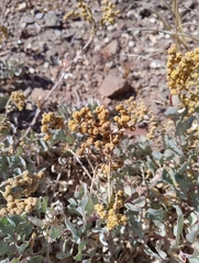 Atriplex barclayana (Atriplex barclayana)