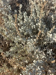 Atriplex barclayana (Atriplex barclayana)