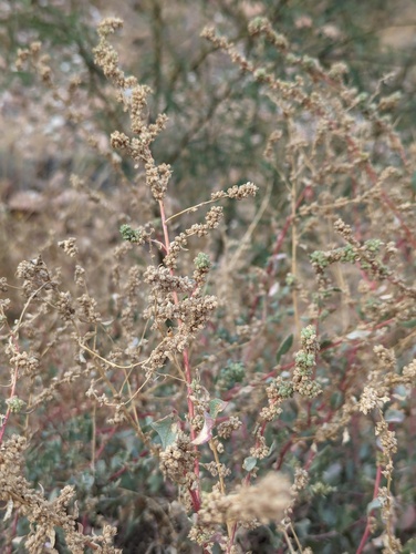 Atriplex barclayana (Atriplex barclayana)