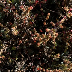 Atriplex barclayana (Atriplex barclayana)