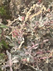 Atriplex barclayana (Atriplex barclayana)