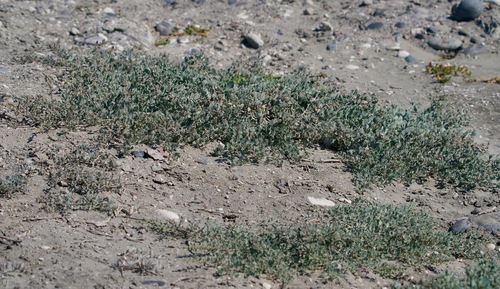 Atriplex barclayana (Atriplex barclayana)