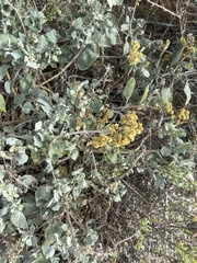 Atriplex barclayana (Atriplex barclayana)