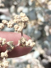 Atriplex barclayana (Atriplex barclayana)