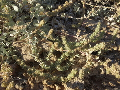Atriplex barclayana (Atriplex barclayana)