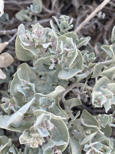 Atriplex barclayana (Atriplex barclayana)
