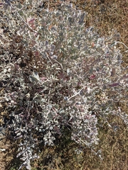 Atriplex barclayana (Atriplex barclayana)