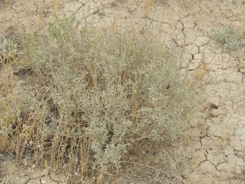 Atriplex cana (Atriplex cana)