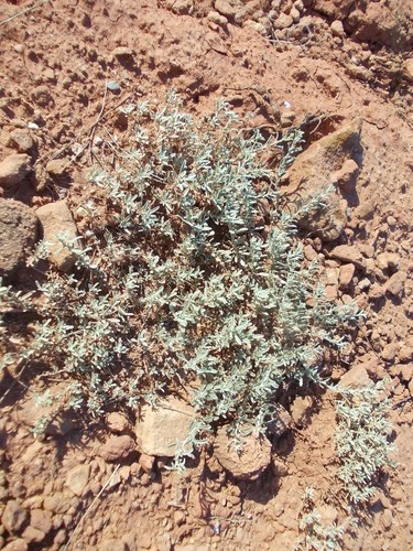 Atriplex cana (Atriplex cana)