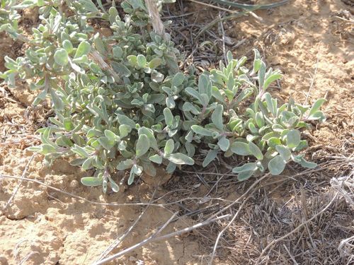 Atriplex cana (Atriplex cana)