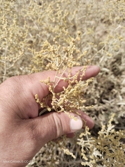 Atriplex cana (Atriplex cana)
