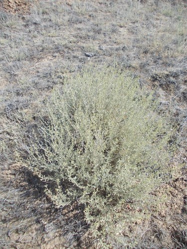 Atriplex cana (Atriplex cana)
