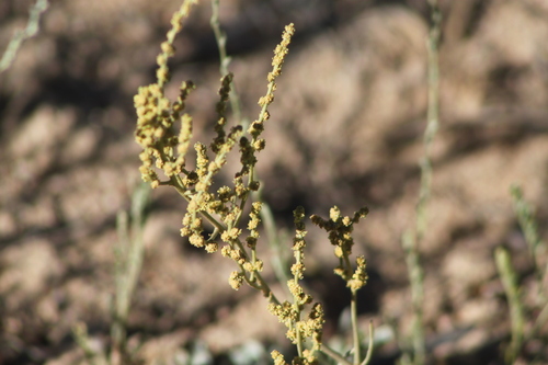 Atriplex cana (Atriplex cana)