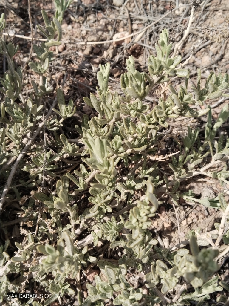 Atriplex cana (Atriplex cana)